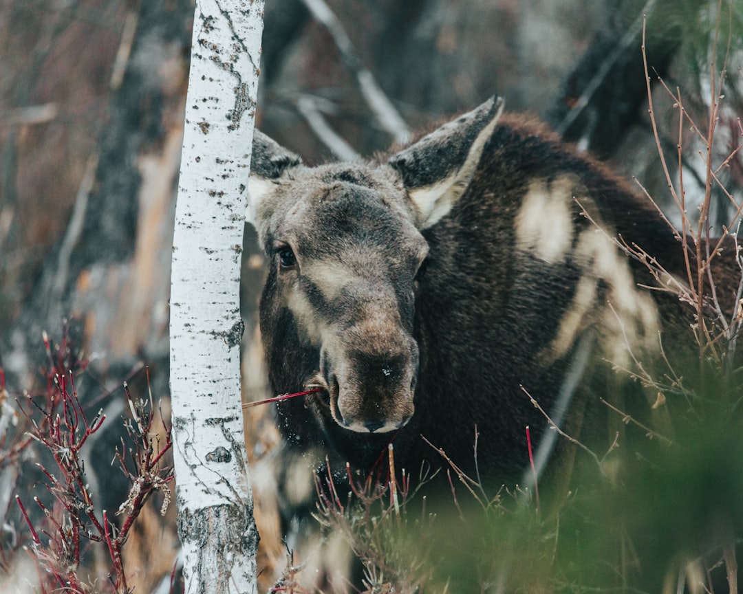 Antler