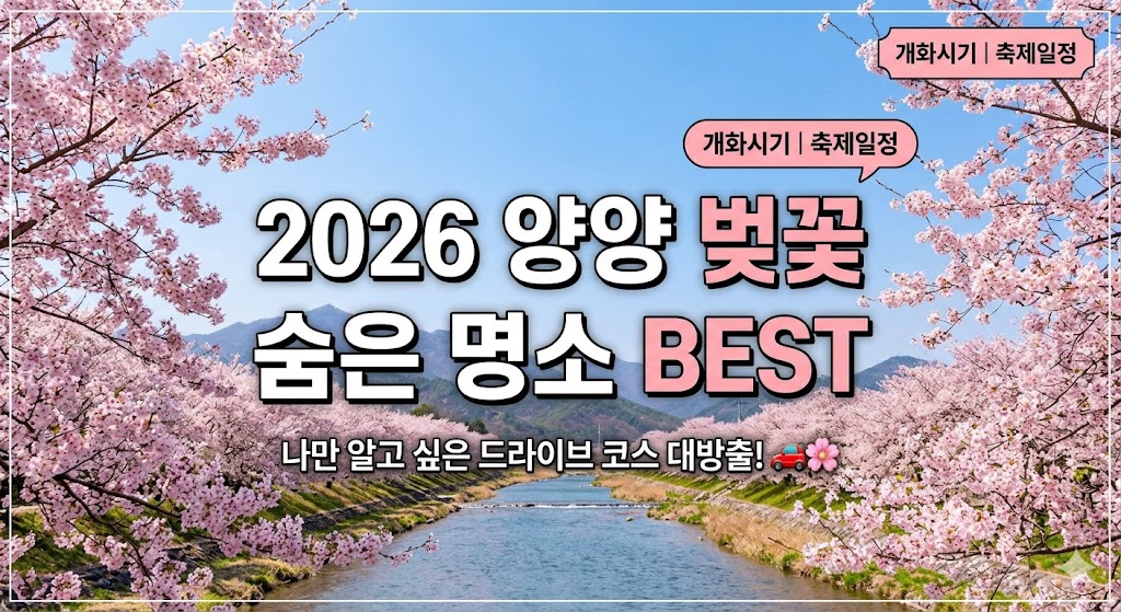 양양 벚꽃 명소