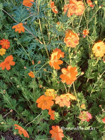 구리 한강시민공원 코스모스 길 &ndash; 주황빛 황화 코스모스 클로즈업