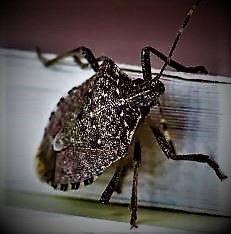 노린재 방귀벌레