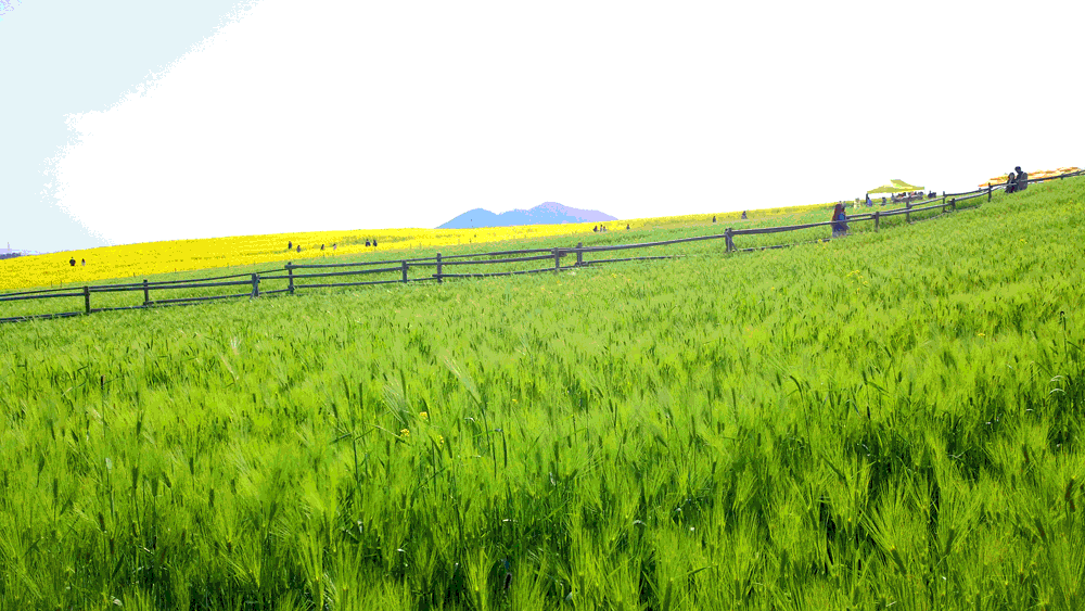 고창 청보리밭축제