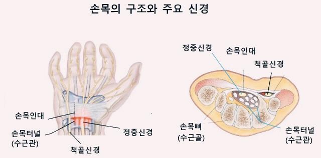 손목구조와 신경