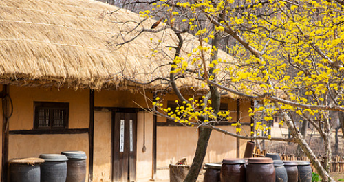 구례 산수유축제