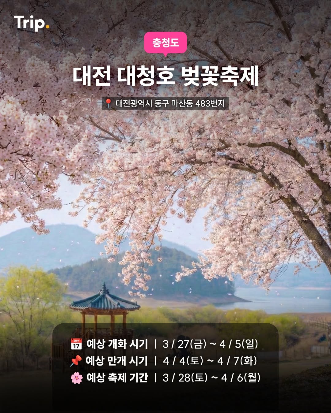 대전 대청호 벚꽃축제 (대전)-봄바람 벚꽃축제지도