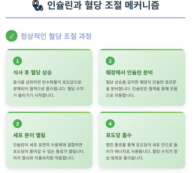 alt="인슐린과 혈당조절의 과정을 4단계로 분류하고 설명해 놓은 표"