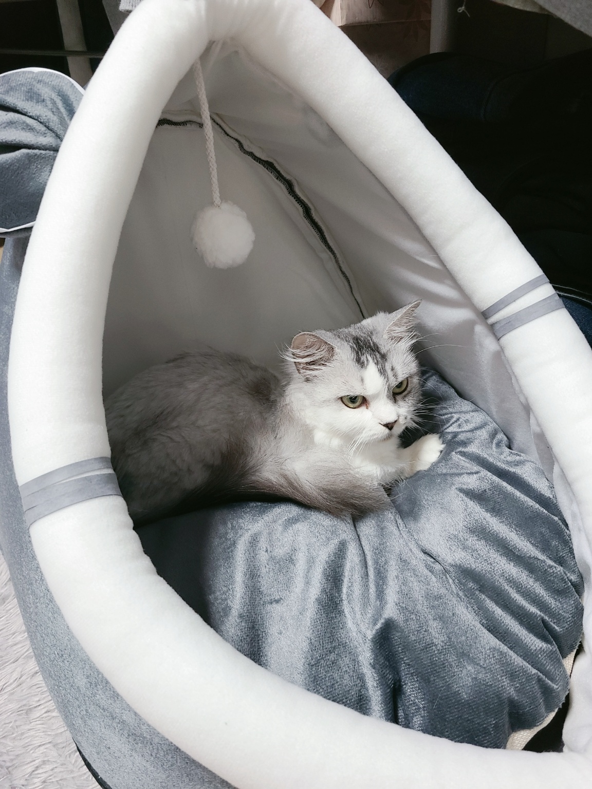 김집사 고양이 포그니 하우스에 들어간 고양이 먼치킨숏레그