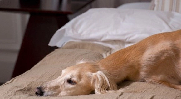 강아지 소화제 먹이면 좋은 것