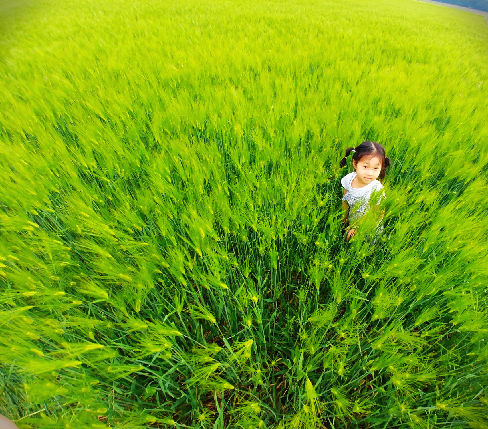 안동 청보리밭