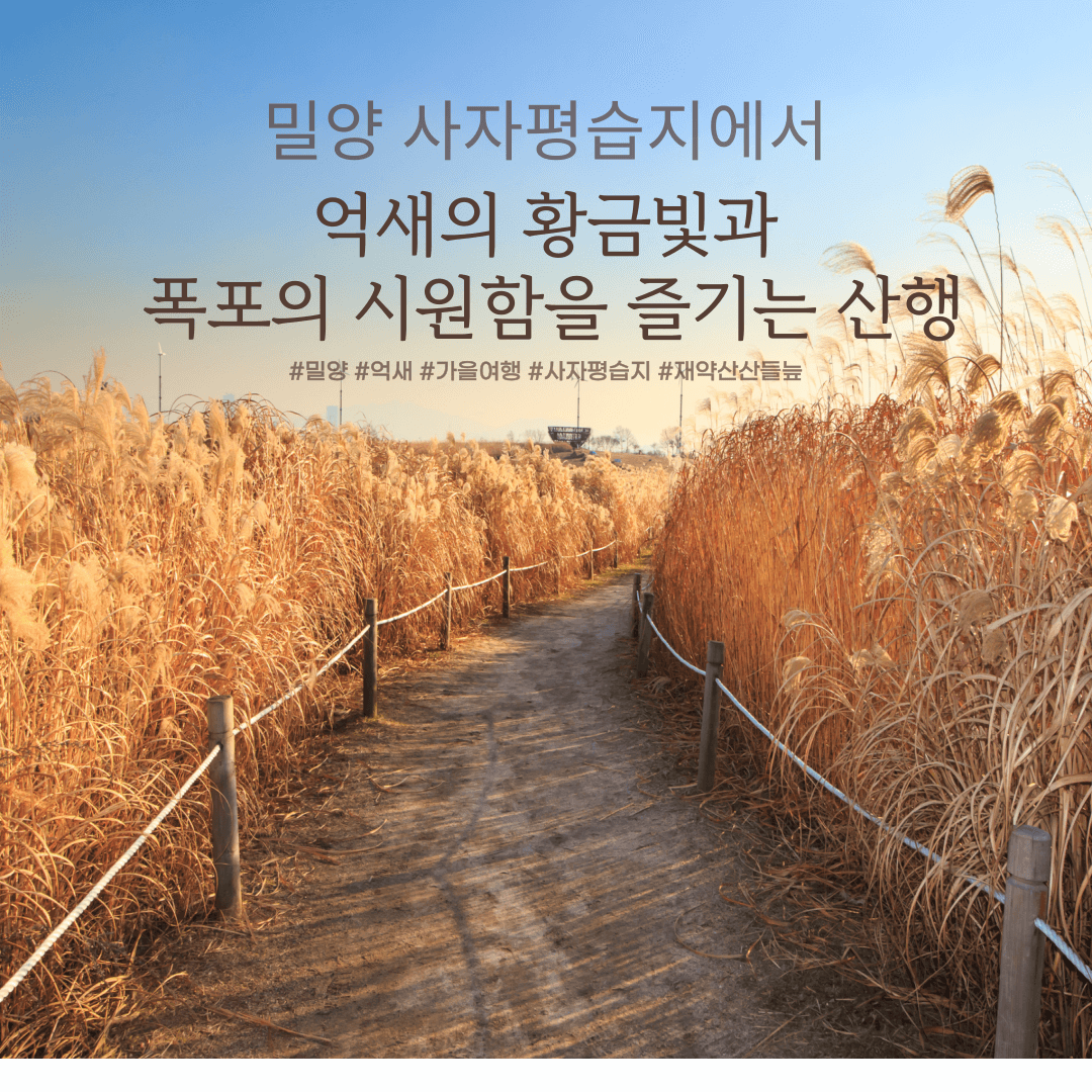 밀양 사자평 습지의 억새의 향연