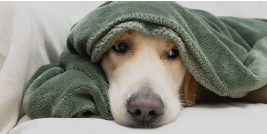 담요에 싸여 불안한 표정을 지으며 휴식을 취하는 강아지