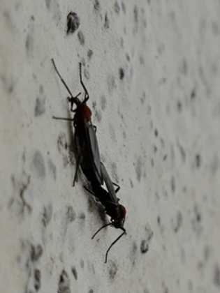 흰 벽에 다닥다닥 붙은 러브버그 떼 모습, 실제 출몰 상황