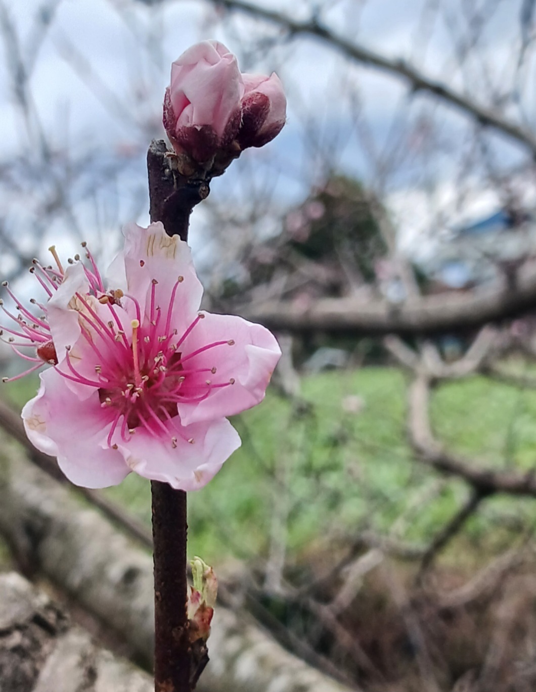 분홍빛 복숭아꽃과 피기 전 봉오리