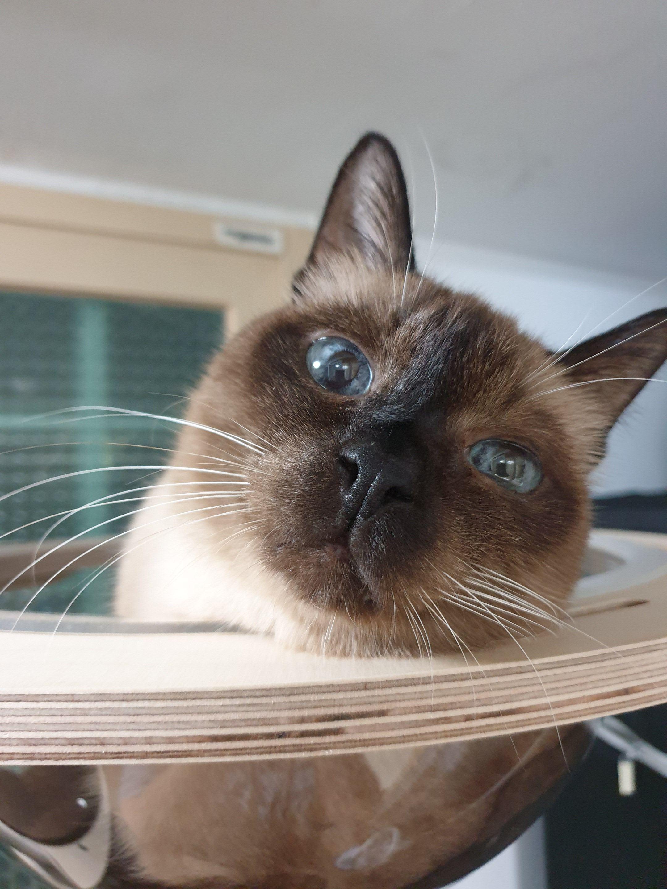 고양이 건강검진2