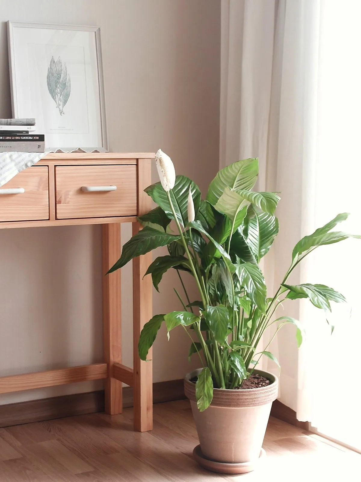 침실 식물 추천 공기정화기능 물주기 관리 향기 숙면 도움 되는 종류_3