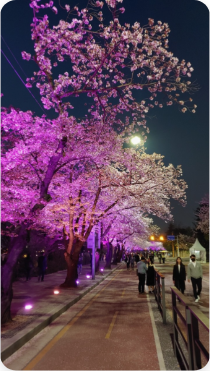 🌸 2025년 서울 벚꽃 완전 정복! 개화 시기 예측부터 서울 여행 꿀팁까지 🌸