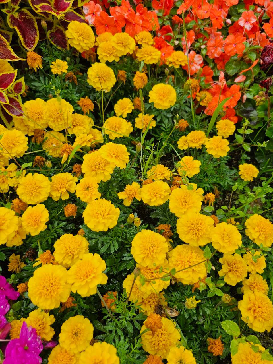 미국·독일·일본 장애인 복지 비교