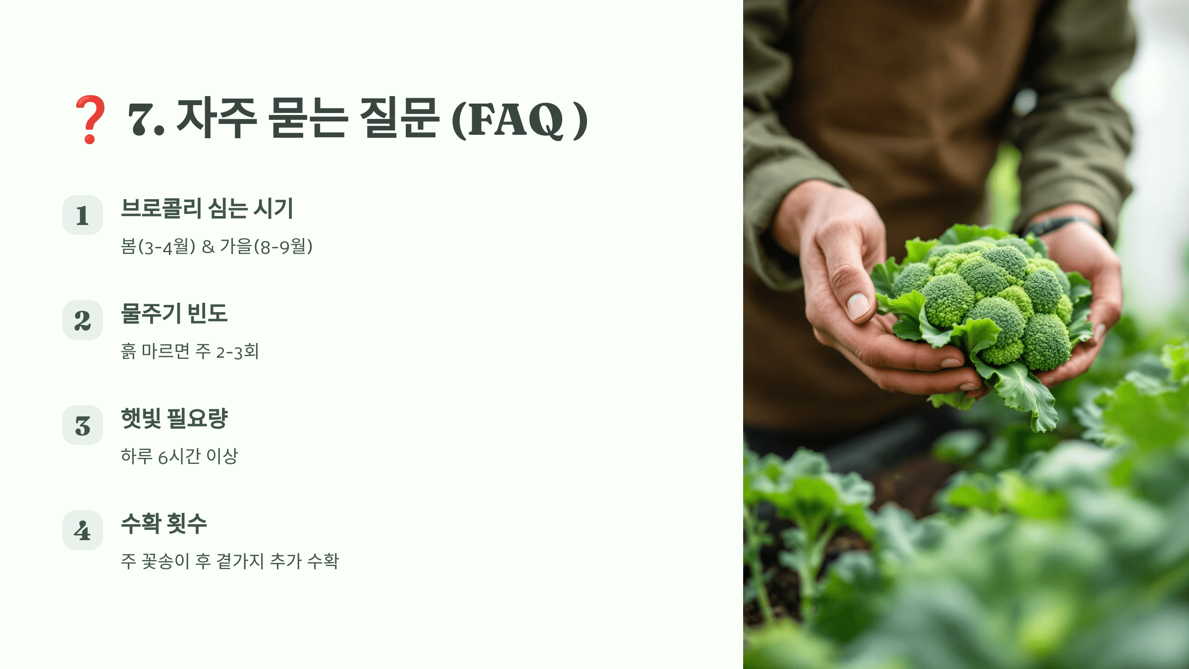 브로콜리 사진입니다.