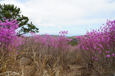 봄철 춘곤증 이기는 걷기 운동, 울산 동네 산책로에 활짝 핀 진달래(철쭉)