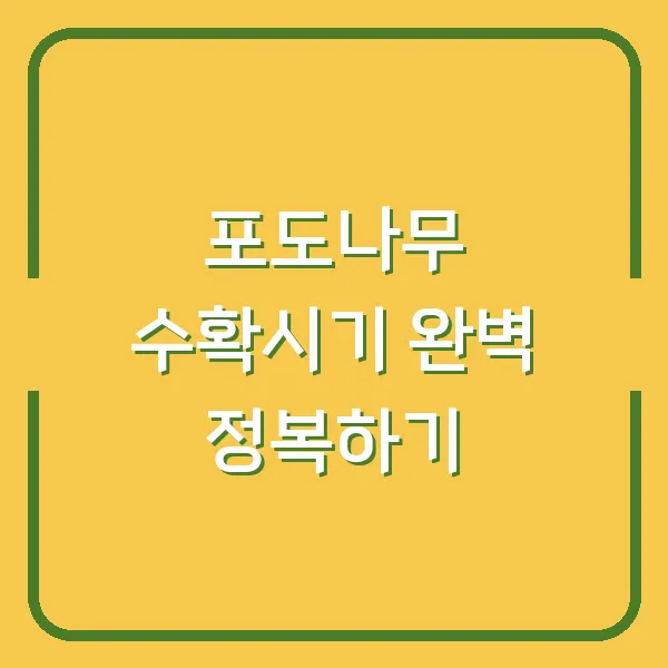 포도나무 수확시기 완벽 정복하기