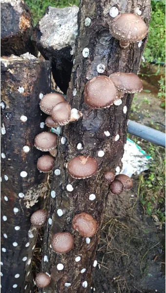 표고버섯 효능_16