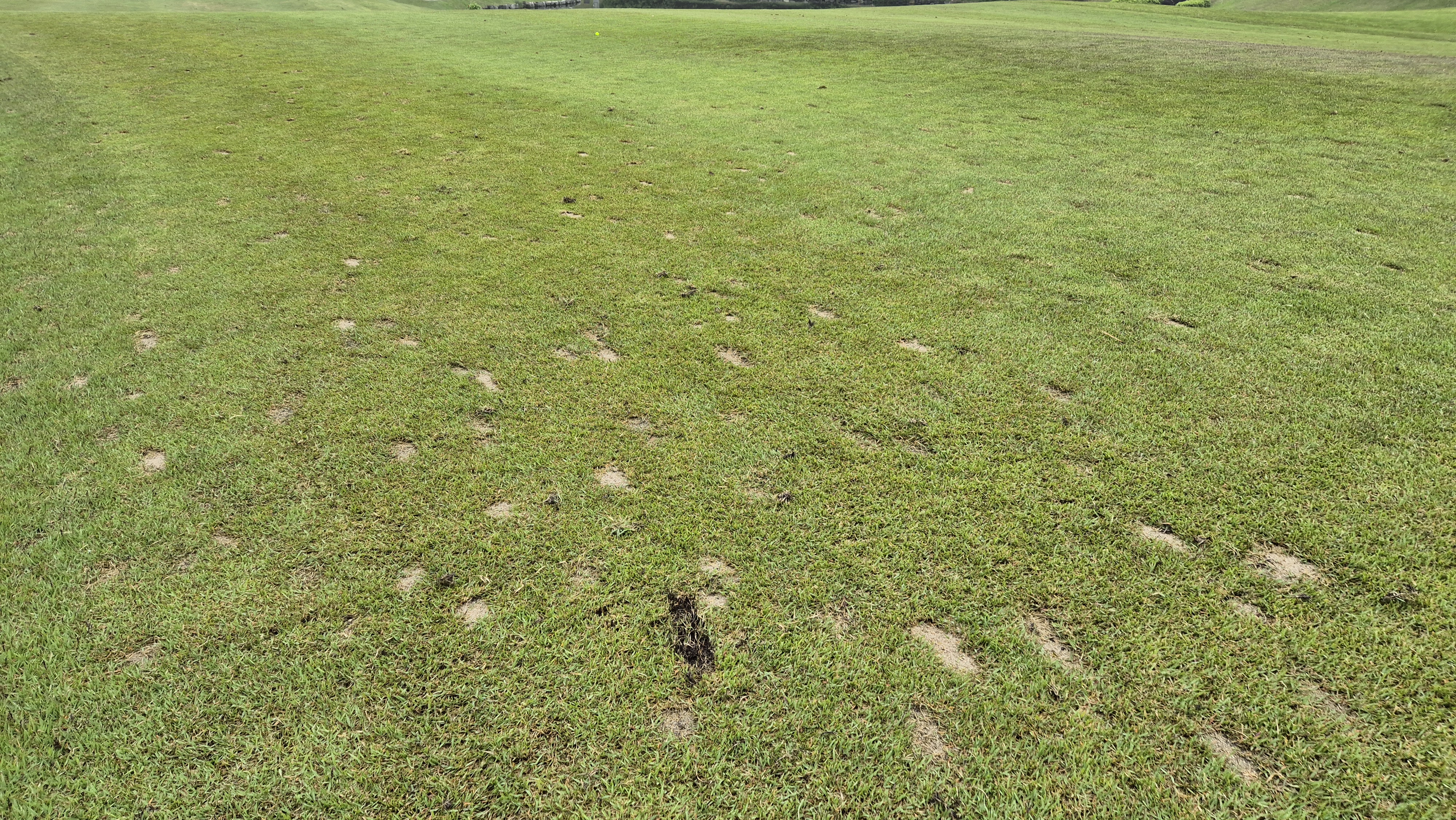 엘리시안 강촌cc 라운드 후기