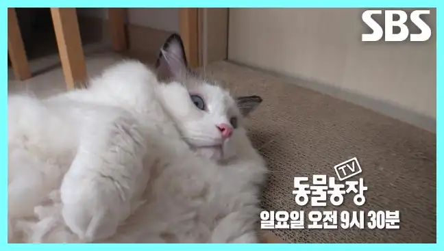 동물농장 재방송 시간 다시보기