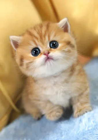 먼치킨 고양이 유전병_10