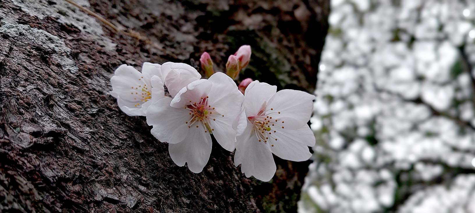 벚꽃이 춤추는 제주의 봄
