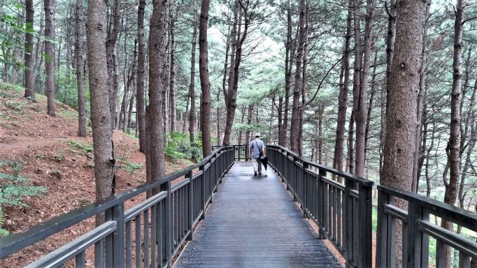 소나무 숲, 데크길에 어르신 1, 우산 접어들고,