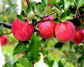 청송 사과축제_9