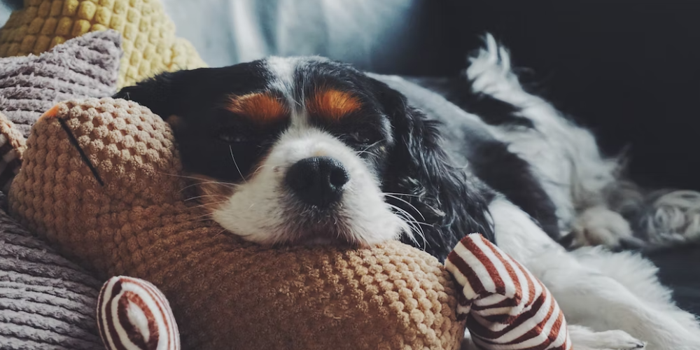 강아지 배변 훈련 방법 8