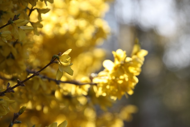 🌼 2026년 최신 남양주 개나리 현황 🌼 남양주 개나리 실시간 개화시기 및 만개 현황! 남양주 개나리 및 남양주 개나리 숨은 명소와 축제 모음 총정리 🌼실시간 정보 업데이트