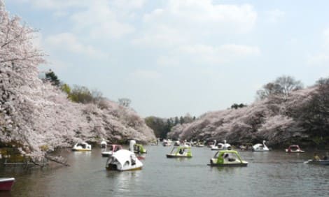 강위로 오리배들이 있고 사람들이 탑승해 있다.