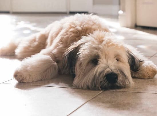 강아지들이 바닥에 대자로 쭉 뻗은 이유 Dogs lying with their legs stretched out on the floor...Why?