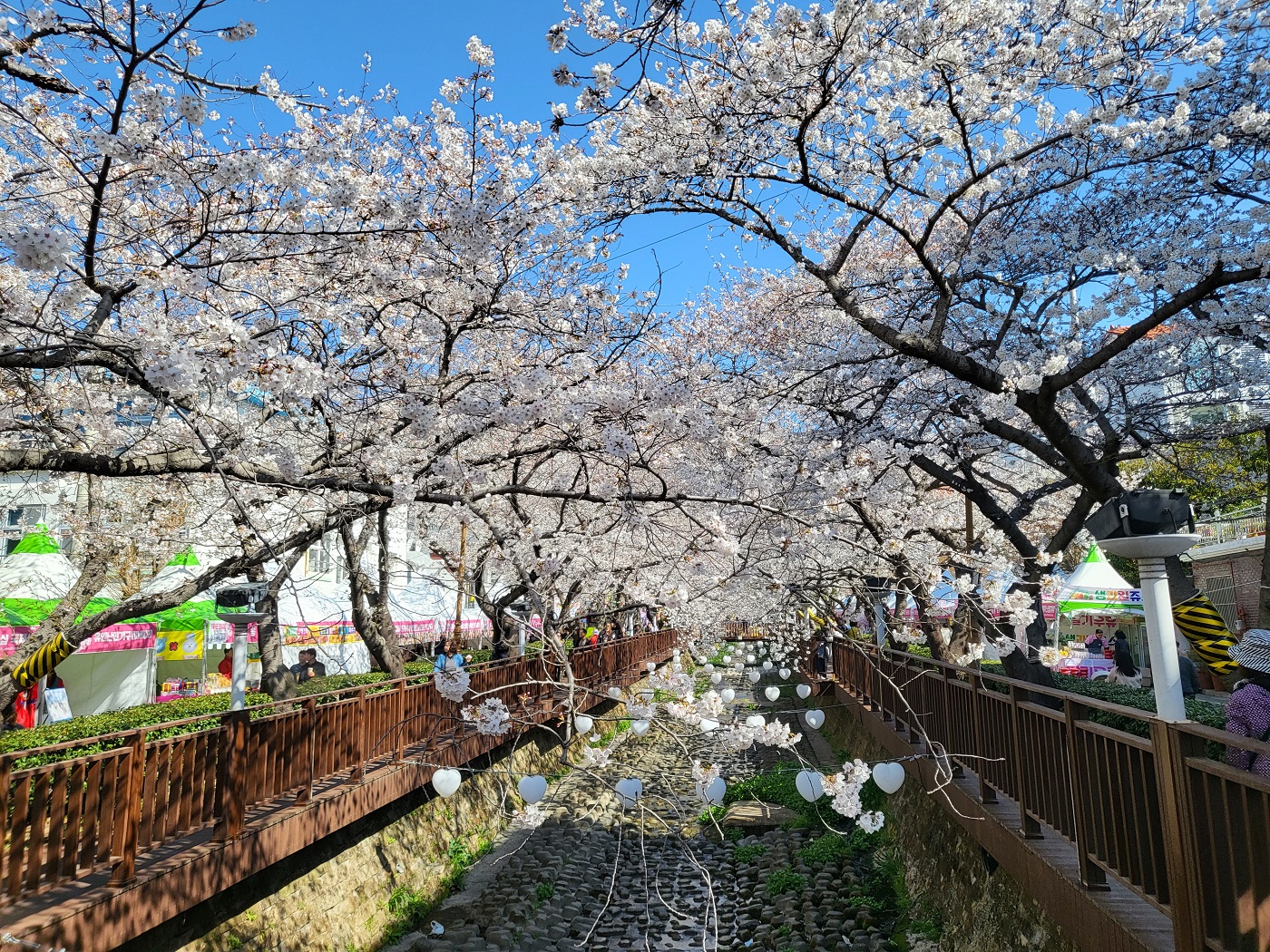 진해 여좌천 개화 촬영 일자 3월 29일