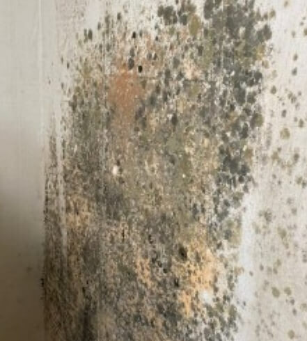 벽지에-곰팡이가-생긴-사진입니다.