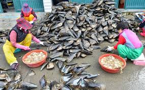 2024 오천항 키조개 축제 기본일정과 특징 소개