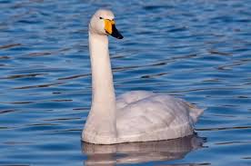 큰고니가 겨울철 서식지를 잃게 된 과정