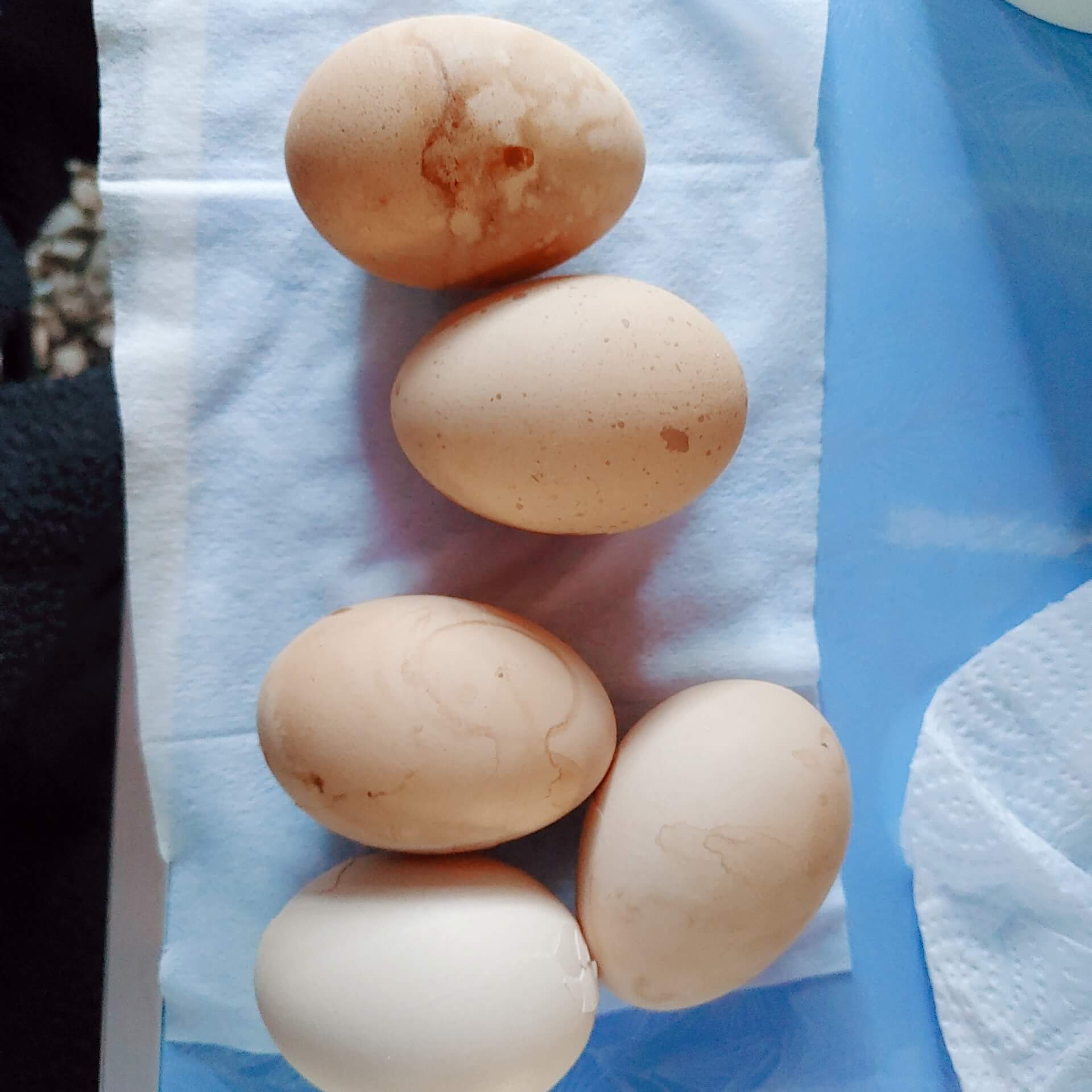 경호강캠핑장_&_캠프627_캠핑장_계란