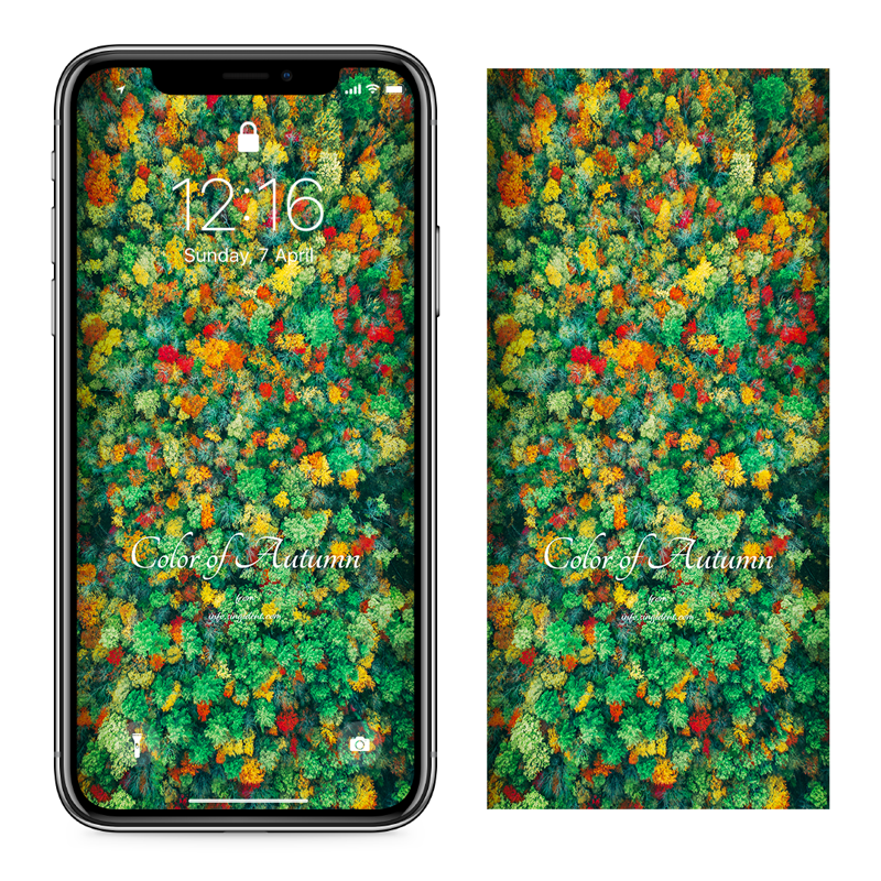 02 단풍숲 C - Color of Autumn 아이폰가을배경화면