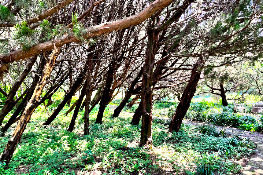 특색있고 아름다운 민간 정원 30선 추천 여행 - 30. 구례 천개의 향나무숲 정원