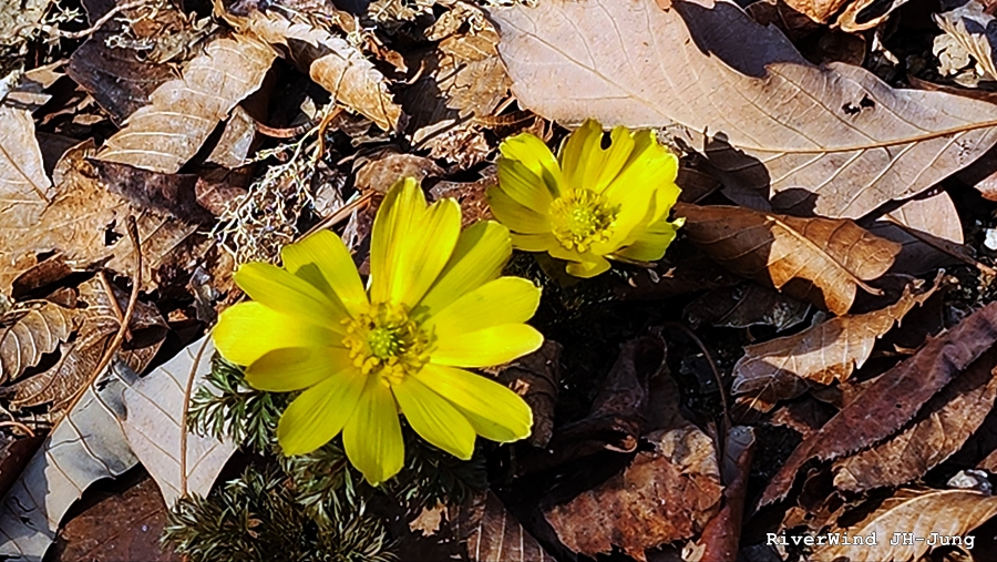 복수초