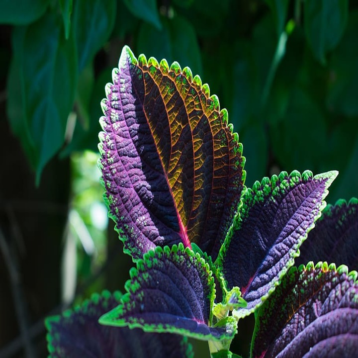 차조기 효능 정리