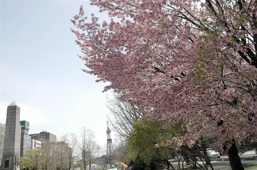 삿포로 벚꽃