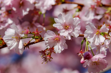 화담숲-예약하기