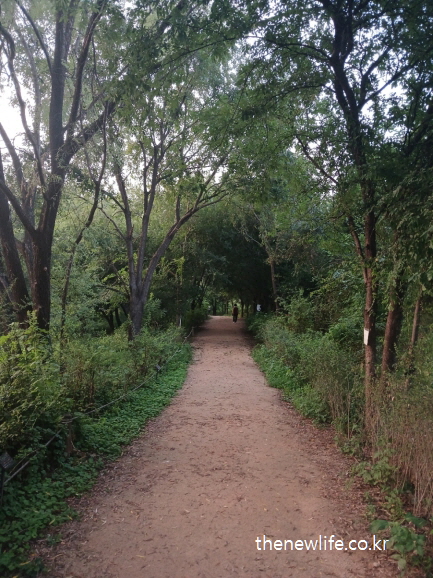서울 맨발 걷기 좋은 장소 &ndash; 암사생태공원 숲속 맨발 걷기 흙길 장소 전경