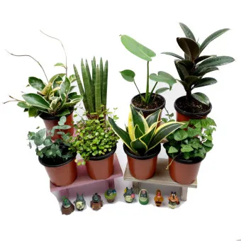 실내 공기정화식물 추천 10가지_12