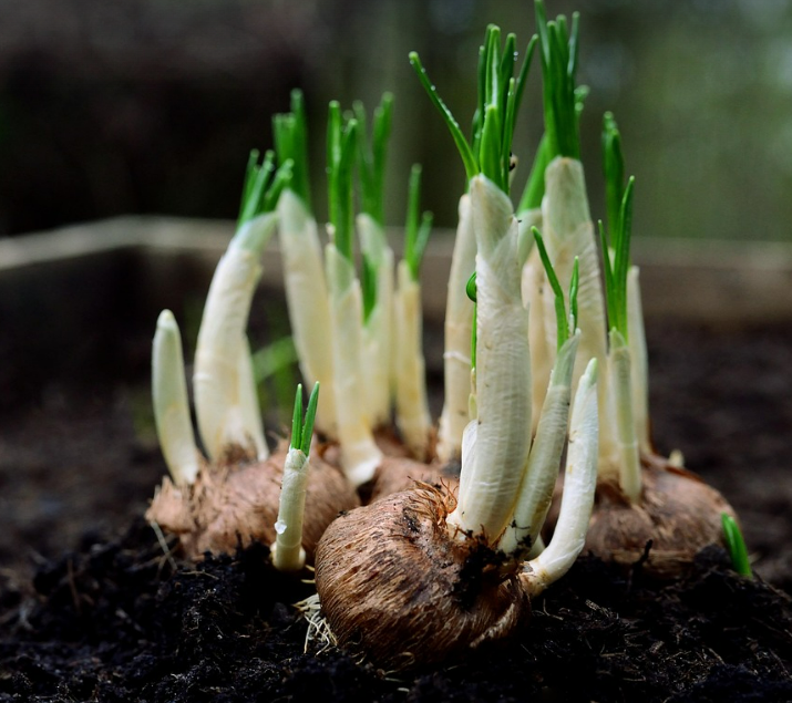 양파 보관법, 양파의 효능과 영양소