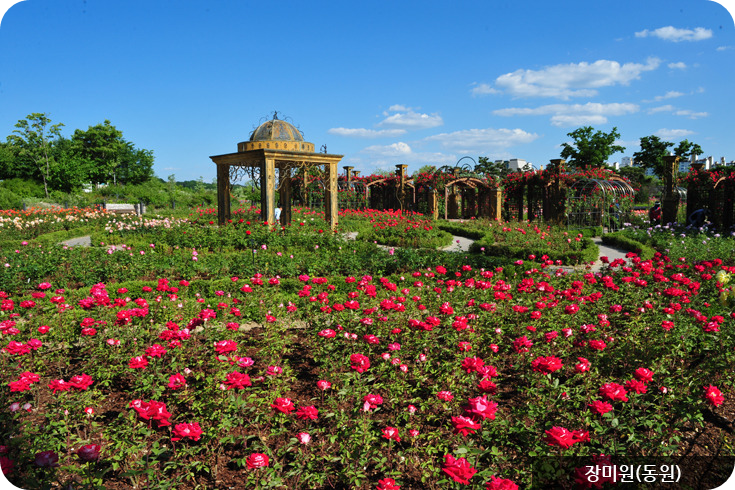 한밭수목원 장미원(동원)이미지/출처: 한밭수목원 홈페이지