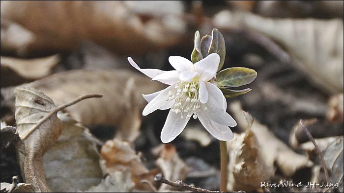 천성산 산하동 야생화